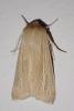 Mythimna pallens